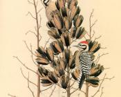威廉齐默曼 - Ladder-backed Woodpecker